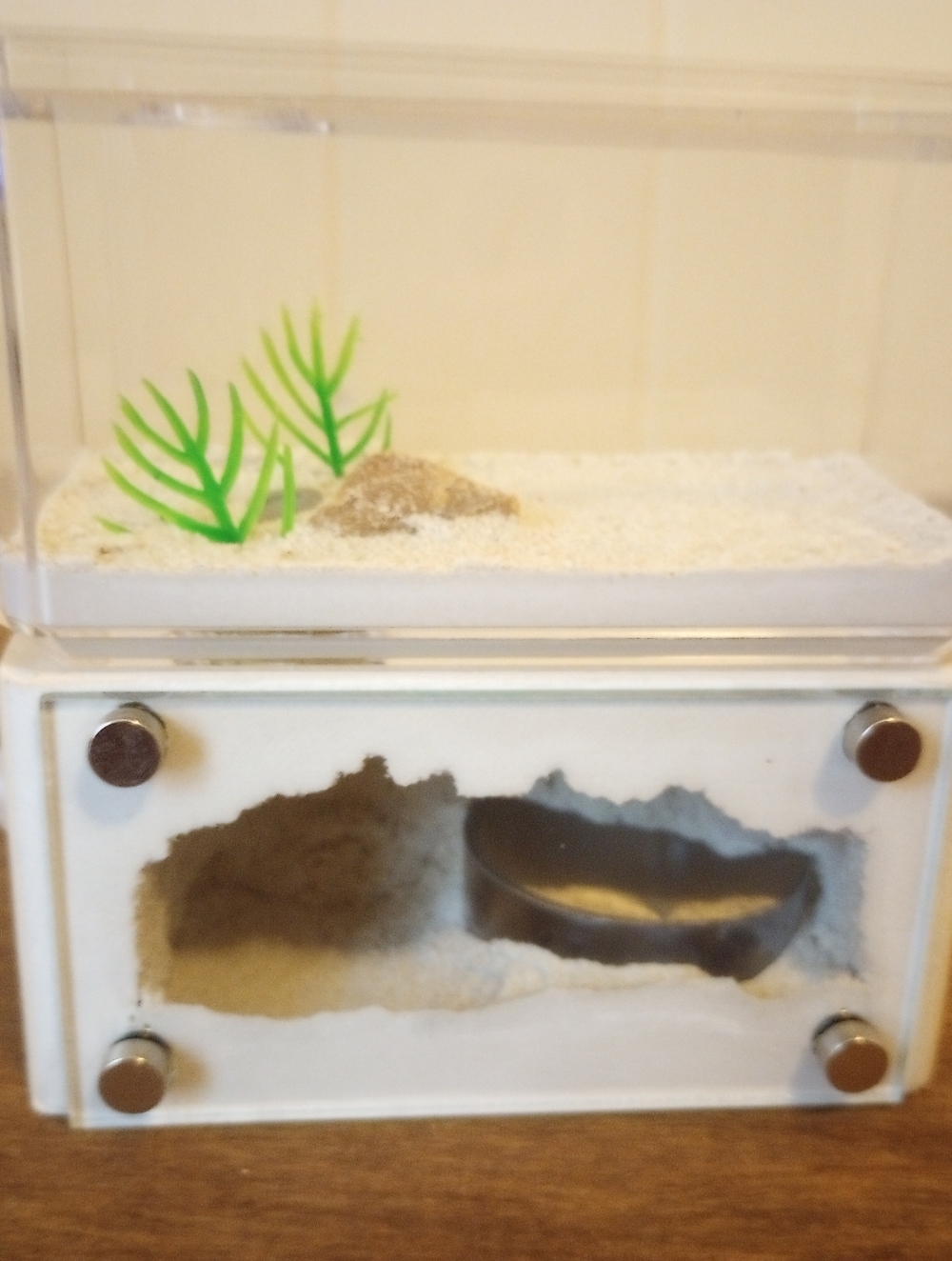 Tar Heel Ants Mini Hearth Formicarium